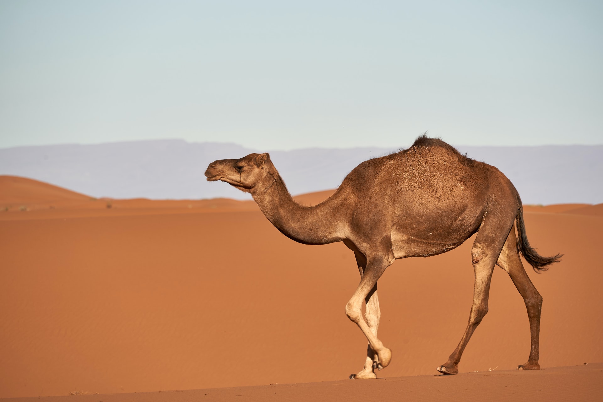 camel culling- australia