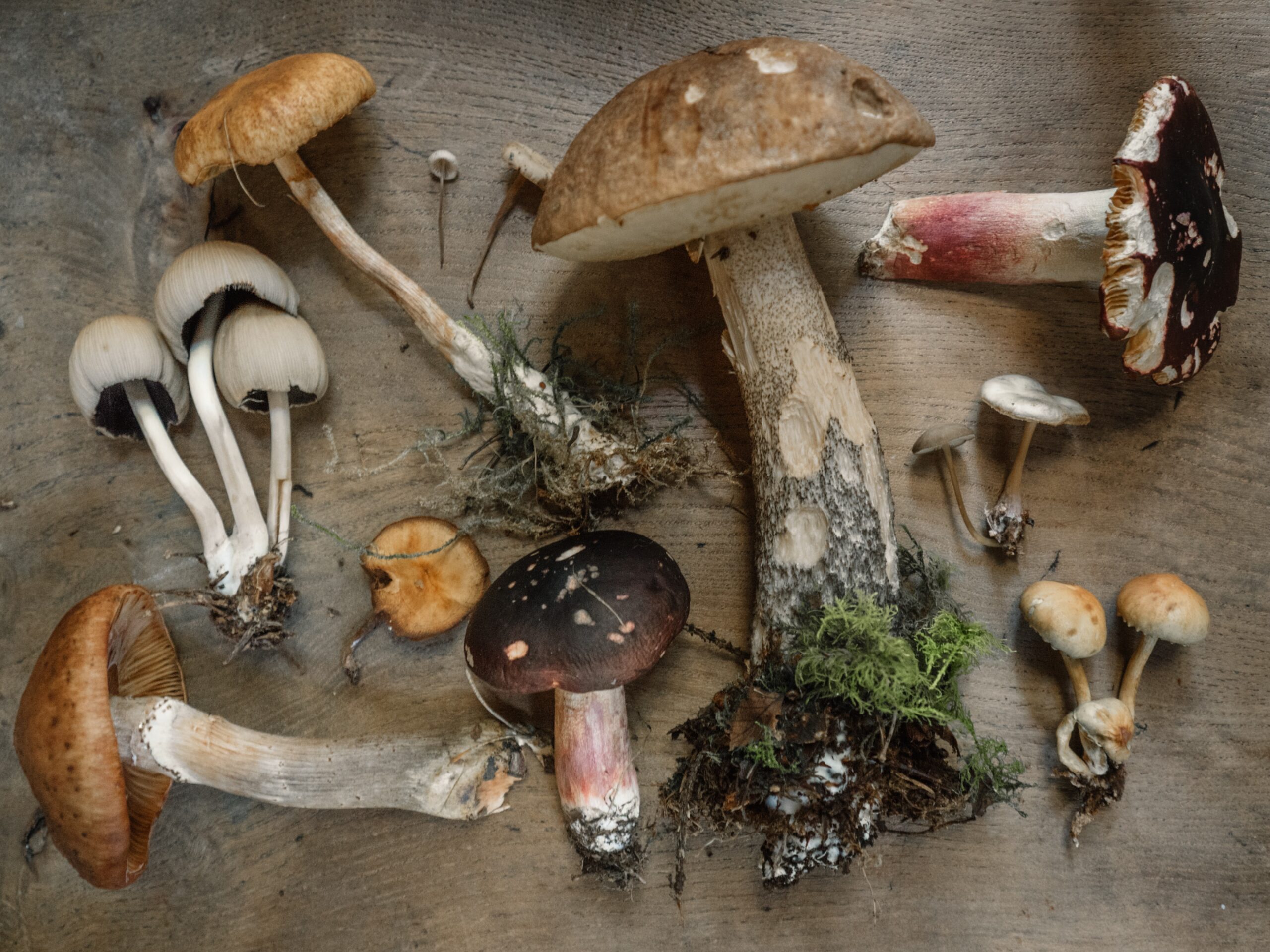 various-fungi