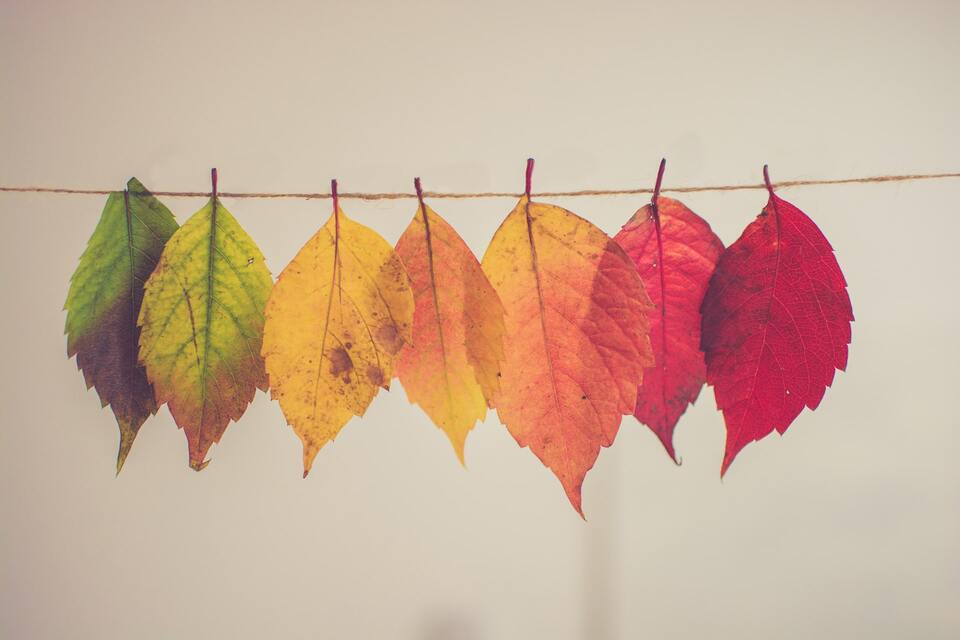 autumn_color
